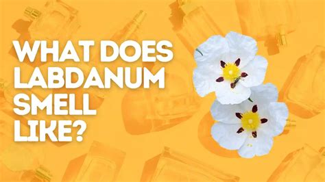 what does labdanum smell like.